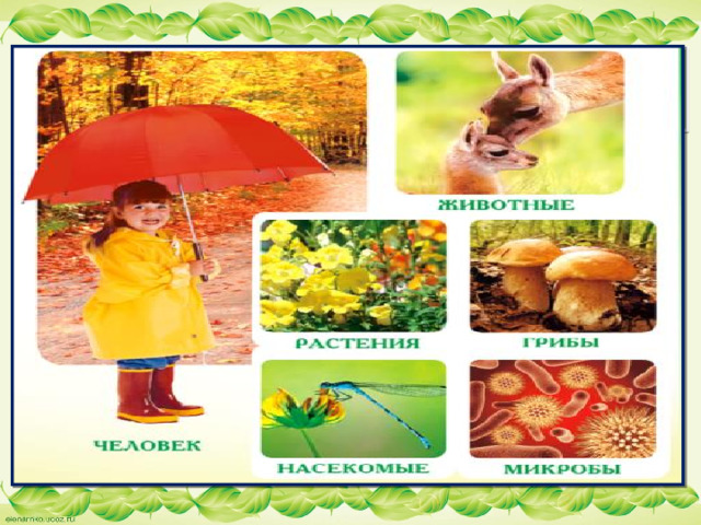 Живая природа