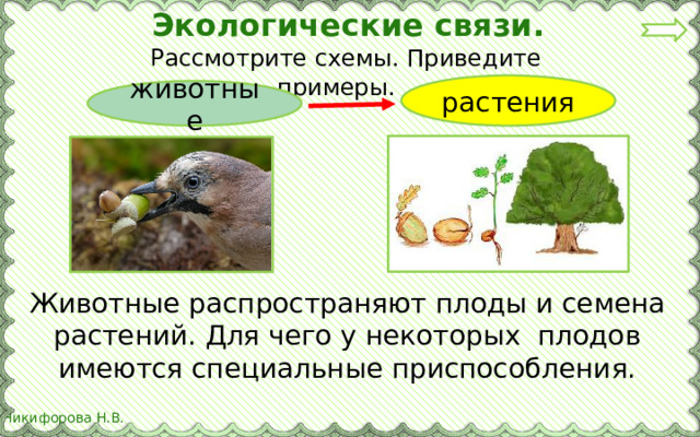 Экологические связи.  Рассмотрите схемы. Приведите примеры. растения животные Животные распространяют плоды и семена растений. Для чего у некоторых плодов имеются специальные приспособления.