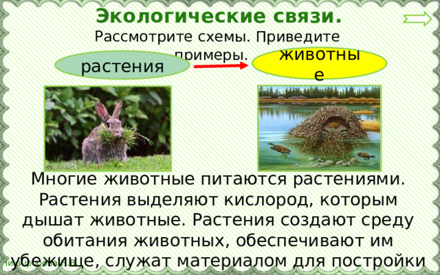 Экологические связи.  Рассмотрите схемы. Приведите примеры. животные растения Многие животные питаются растениями. Растения выделяют кислород, которым дышат животные. Растения создают среду обитания животных, обеспечивают им убежище, служат материалом для постройки жилищ.