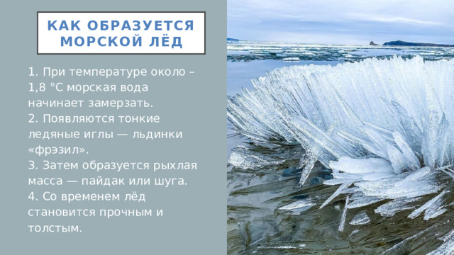 Как образуется морской лёд 1. При температуре около –1,8 °C морская вода начинает замерзать.  2. Появляются тонкие ледяные иглы — льдинки «фрэзил».  3. Затем образуется рыхлая масса — пайдак или шуга.  4. Со временем лёд становится прочным и толстым.