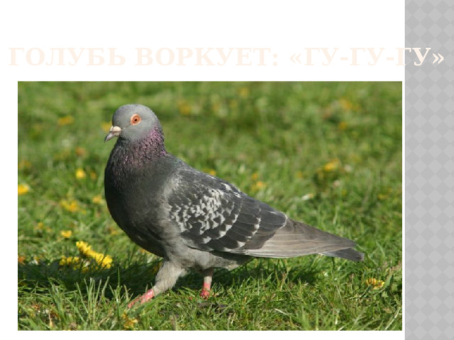 Голубь воркует: «гу-гу-гу»