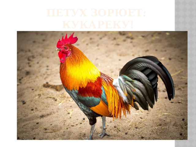 Петух зорюет:  Кукареку!