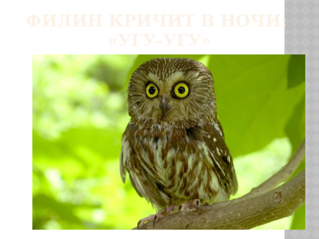 Филин кричит в ночи:  «угу-угу»