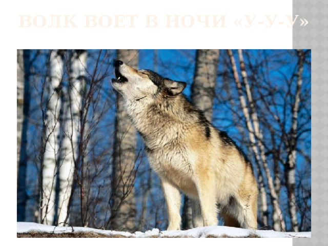 Волк воет в ночи «У-У-У»