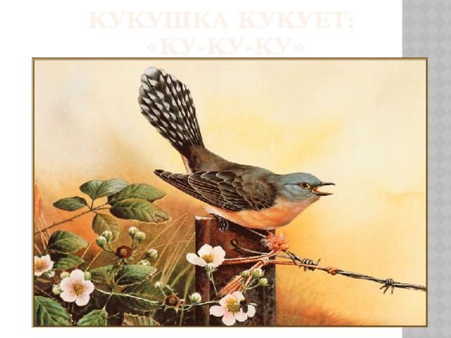 Кукушка кукует:  «ку-ку-ку»