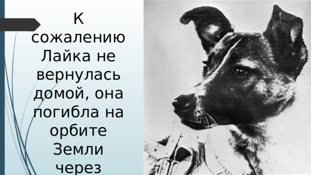 К сожалению Лайка не вернулась домой, она погибла на орбите Земли через несколько часов после старта
