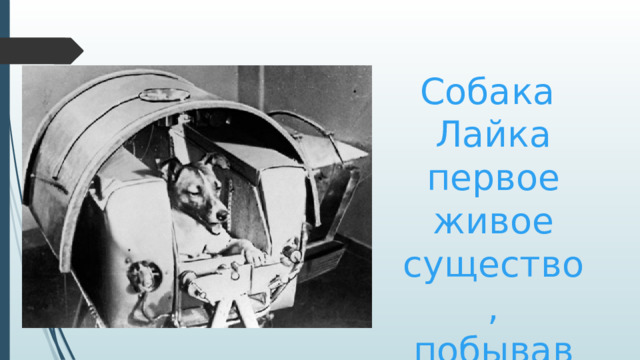 Собака Лайка первое живое существо, побывавшее в космосе