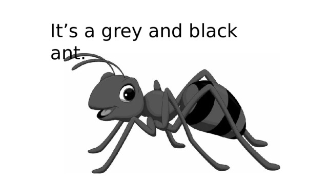 It’s a grey and black ant.