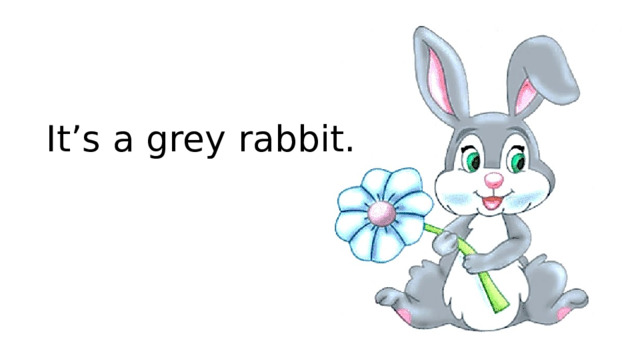 It’s a grey rabbit.