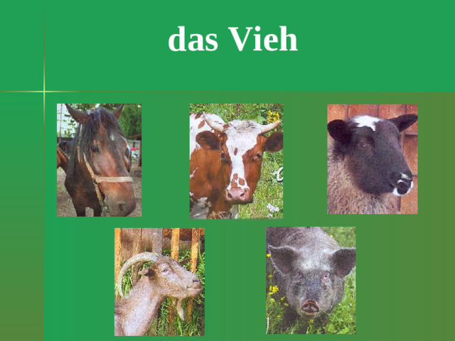 das Vieh