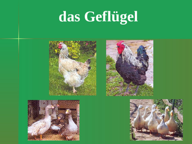 das Gefl ügel