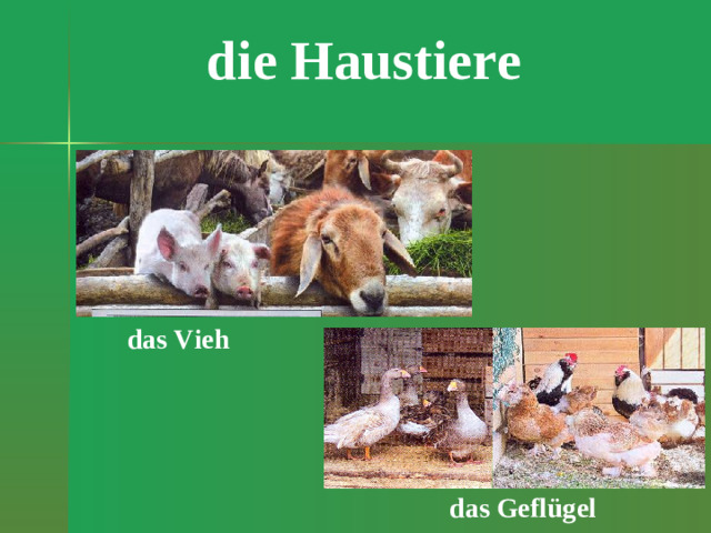 die Haustiere das Vieh das Geflügel