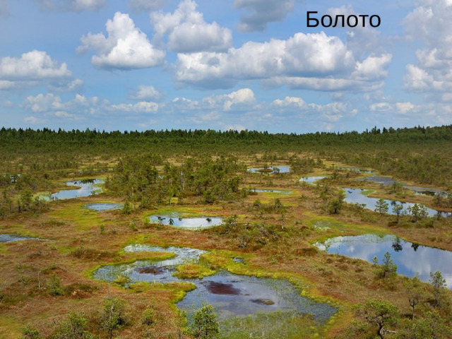 Болото