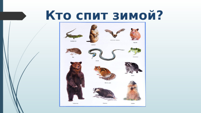 Кто спит зимой?