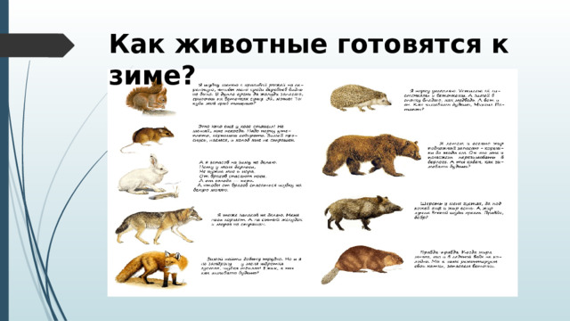 Как животные готовятся к зиме?