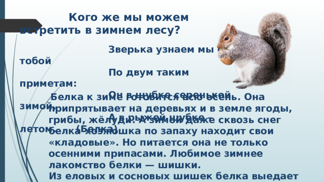 Кого же мы можем встретить в зимнем лесу?  Зверька узнаем мы с тобой  По двум таким приметам:  Он в шубке серенькой зимой,  А в рыжей шубке – летом. (Белка)  Белка к зиме готовится всю осень. Она припрятывает на деревьях и в земле ягоды, грибы, жёлуди. А зимой даже сквозь снег белка-хозяюшка по запаху находит свои «кладовые». Но питается она не только осенними припасами. Любимое зимнее лакомство белки — шишки. Из еловых и сосновых шишек белка выедает все семена, ловко отгрызая твёрдые чешуйки острыми зубками. В самые лютые морозы белочка и вовсе из дупла не показывается, дремлет и днём, и ночью, свернувшись калачиком.