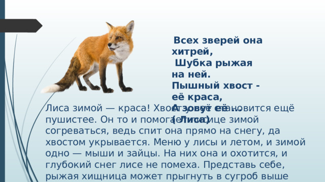 Всех зверей она хитрей,  Шубка рыжая на ней. Пышный хвост - её краса, А зовут её ... ( Лиса) Лиса зимой — краса! Хвост у неё становится ещё пушистее. Он то и помогает лисице зимой согреваться, ведь спит она прямо на снегу, да хвостом укрывается. Меню у лисы и летом, и зимой одно — мыши и зайцы. На них она и охотится, и глубокий снег лисе не помеха. Представь себе, рыжая хищница может прыгнуть в сугроб выше тебя ростом, и на самом его дне поймать мышь.