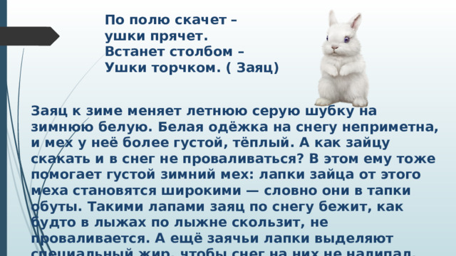 По полю скачет – ушки прячет. Встанет столбом – Ушки торчком. ( Заяц) Заяц к зиме меняет летнюю серую шубку на зимнюю белую. Белая одёжка на снегу неприметна, и мех у неё более густой, тёплый. А как зайцу скакать и в снег не проваливаться? В этом ему тоже помогает густой зимний мех: лапки зайца от этого меха становятся широкими — словно они в тапки обуты. Такими лапами заяц по снегу бежит, как будто в лыжах по лыжне скользит, не проваливается. А ещё заячьи лапки выделяют специальный жир, чтобы снег на них не налипал. Заячья зимняя еда — тонкие веточки и кора деревьев. Греется заяц в снежных норах. Зарывается в снег, мордочкой к выходу из норки ложится и так весь день сидит. А ночью вылезает в поисках еды.
