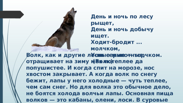 День и ночь по лесу рыщет, День и ночь добычу ищет. Ходит-бродит ... молчком, Уши серые — торчком. (Волк) Волк, как и другие лесные животные, отращивает на зиму мех потеплее да попушистее. И когда спит на морозе, нос хвостом закрывает. А когда волк по снегу бежит, лапы у него холодные — чуть теплее, чем сам снег. Но для волка это обычное дело, не боятся холода волчьи лапы. Основная пища волков — это кабаны, олени, лоси. В суровые зимы волчьи семьи объединяются друг с другом и становятся стаями. Стаей охотиться легче, чем в одиночку. Охотятся волки по ночам.