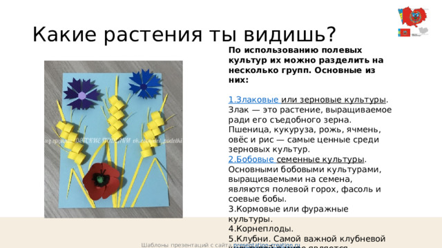 Какие растения ты видишь? По использованию полевых культур их можно разделить на несколько групп. Основные из них:   1.Злаковые или зерновые культуры . Злак — это растение, выращиваемое ради его съедобного зерна. Пшеница, кукуруза, рожь, ячмень, овёс и рис — самые ценные среди зерновых культур. 2.Бобовые семенные культуры . Основными бобовыми культурами, выращиваемыми на семена, являются полевой горох, фасоль и соевые бобы. 3.Кормовые или фуражные культуры. 4.Корнеплоды. 5.Клубни. Самой важной клубневой культурой в мире является картофель. Шаблоны презентаций с сайта presentation-creation.ru