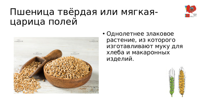 Пшеница твёрдая или мягкая- царица полей