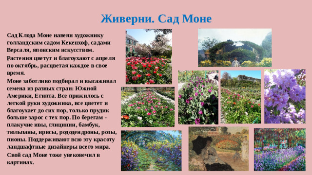 Живерни. Сад Моне Сад Клода Моне навеян художнику голландским садом Кекенхоф, садами Версаля, японским искусством. Растения цветут и благоухают с апреля по октябрь, расцветая каждое в свое время. Моне заботливо подбирал и высаживал семена из разных стран: Южной Америки, Египта. Все прижилось с легкой руки художника, все цветет и благоухает до сих пор, только прудик больше зарос с тех пор. По берегам - плакучие ивы, глицинии, бамбук, тюльпаны, ирисы, рододендроны, розы, пионы. Поддерживают всю эту красоту ландшафтные дизайнеры всего мира. Свой сад Моне тоже увековечил в картинах.