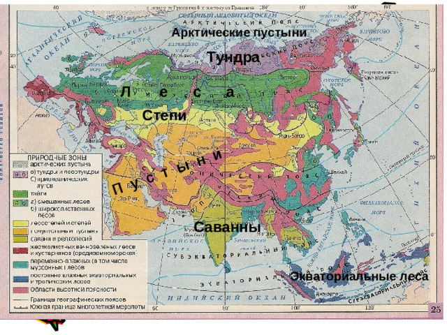 П у с т ы н и Арктические пустыни Тундра Л е с а Степи Саванны Экваториальные леса