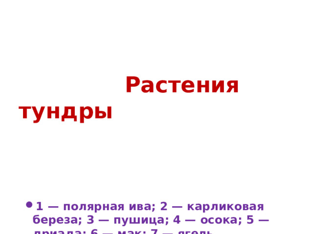 Растения тундры