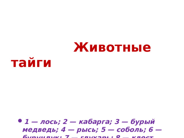 Животные тайги