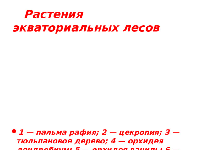 Растения  экваториальных лесов