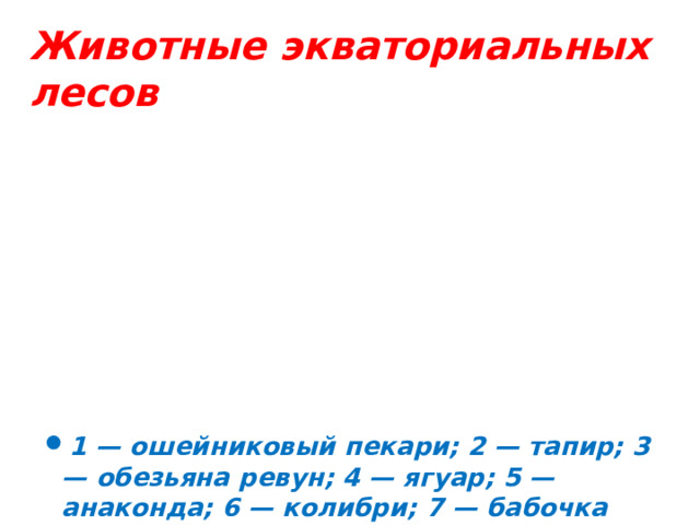 Животные экваториальных лесов