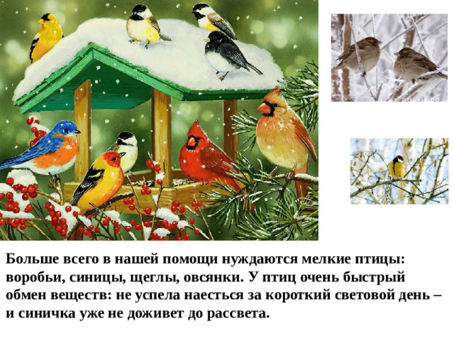 Больше всего в нашей помощи нуждаются мелкие птицы: воробьи, синицы, щеглы, овсянки. У птиц очень быстрый обмен веществ: не успела наесться за короткий световой день – и синичка уже не доживет до рассвета.