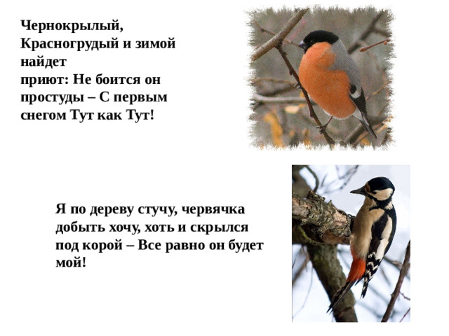 Чернокрылый, Красногрудый и зимой найдет приют: Не боится он простуды – С первым снегом Тут как Тут! Я по дереву стучу, червячка добыть хочу, хоть и скрылся под корой – Все равно он будет мой!
