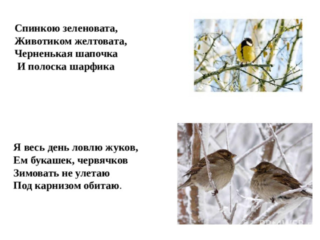 Спинкою зеленовата, Животиком желтовата, Черненькая шапочка  И полоска шарфика Я весь день ловлю жуков, Ем букашек, червячков Зимовать не улетаю Под карнизом обитаю .