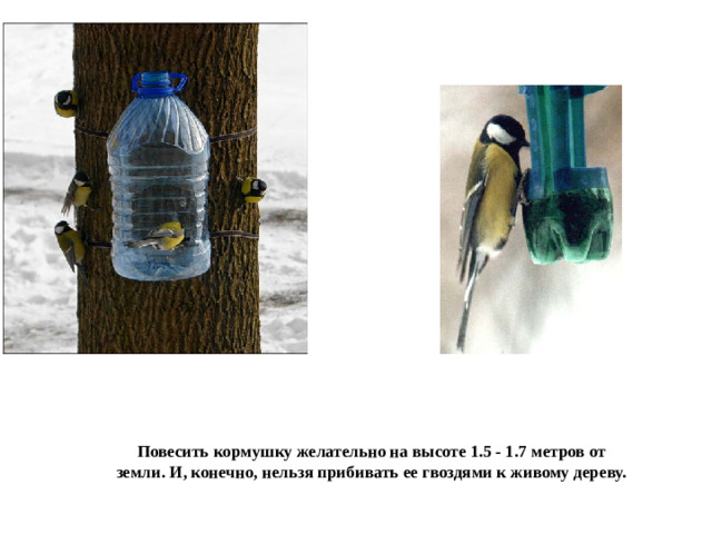 Повесить кормушку желательно на высоте 1.5 - 1.7 метров от земли. И, конечно, нельзя прибивать ее гвоздями к живому дереву.
