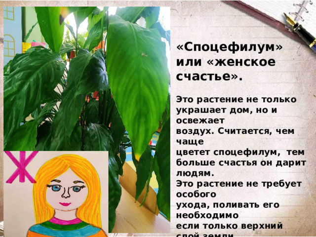 «Споцефилум» или «женское счастье».  Это растение не только украшает дом, но и освежает воздух. Считается, чем чаще цветет споцефилум, тем больше счастья он дарит людям. Это растение не требует особого ухода, поливать его необходимо если только верхний слой земли подсох. Чрезмерный полив может погубить корни растения.