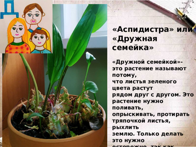 «Аспидистра» или «Дружная семейка»  «Дружной семейкой»- это растение называют потому, что листья зеленого цвета растут рядом друг с другом. Это растение нужно поливать, опрыскивать, протирать тряпочкой листья, рыхлить землю. Только делать это нужно осторожно, так как корни находятся на поверхности земли. аспидистра не прихотливое растение, которое может выдержать холод, темноту и редкий полив.