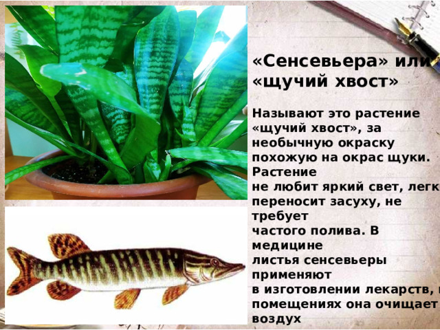 «Сенсевьера» или «щучий хвост»  Называют это растение «щучий хвост», за необычную окраску похожую на окрас щуки. Растение не любит яркий свет, легко переносит засуху, не требует частого полива. В медицине листья сенсевьеры применяют в изготовлении лекарств, в помещениях она очищает воздух от вредных веществ.