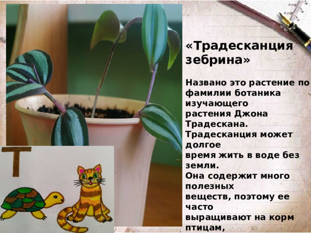 «Традесканция зебрина»  Названо это растение по фамилии ботаника изучающего растения Джона Традескана. Традесканция может долгое время жить в воде без земли. Она содержит много полезных веществ, поэтому ее часто выращивают на корм птицам, черепашкам, хомячкам, кошкам и другим домашним питомцам.