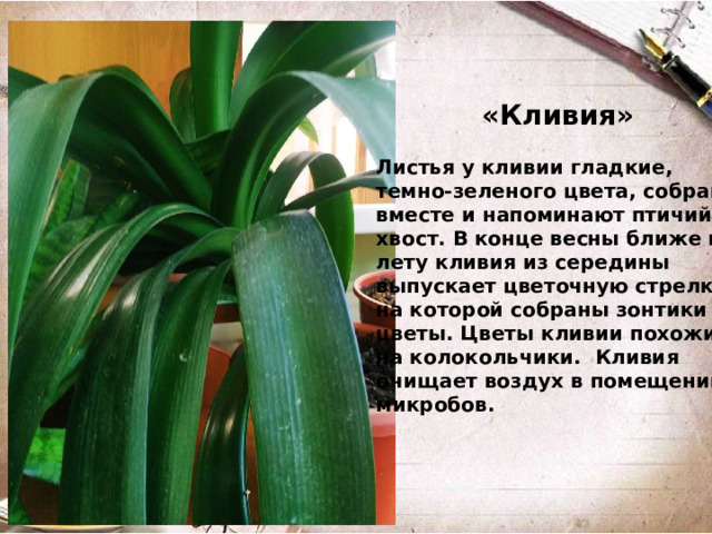 «Кливия»  Листья у кливии гладкие, темно-зеленого цвета, собраны вместе и напоминают птичий хвост. В конце весны ближе к лету кливия из середины выпускает цветочную стрелку, на которой собраны зонтики цветы. Цветы кливии похожи на колокольчики. Кливия очищает воздух в помещении от микробов.