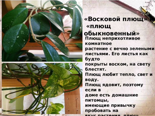 «Восковой плющ» и  «плющ обыкновенный» Плющ неприхотливое комнатное растение с вечно зелеными листьями. Его листья как будто покрыты воском, на свету блестят. Плющ любит тепло, свет и воду. Плющ ядовит, поэтому если в доме есть домашние питомцы, имеющие привычку пробовать на вкус растения, плющ необходимо поставить в недоступное место. Не смотря на то что плющ ядовит, его используют в медицине (лекарство от бронхита и кашля) и косметологии( применяют для изготовления кремов).