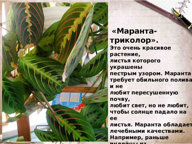 «Маранта-триколор».  Это очень красивое растение, листья которого украшены пестрым узором. Маранта требует обильного полива и не любит пересушенную почву, любит свет, но не любит, чтобы солнце падало на ее листья. Маранта обладает лечебными качествами. Например, раньше индейцы из Маранты делали противоядие для человека, который был ранен отравленной стрелой.