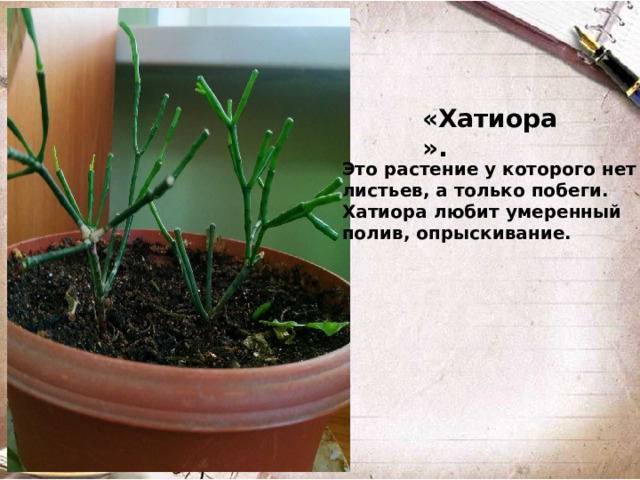 «Хатиора». Это растение у которого нет листьев, а только побеги. Хатиора любит умеренный полив, опрыскивание.