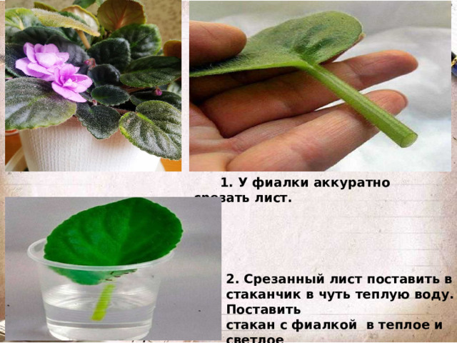 1. У фиалки аккуратно срезать лист. 2. Срезанный лист поставить в стаканчик в чуть теплую воду. Поставить стакан с фиалкой в теплое и светлое место.
