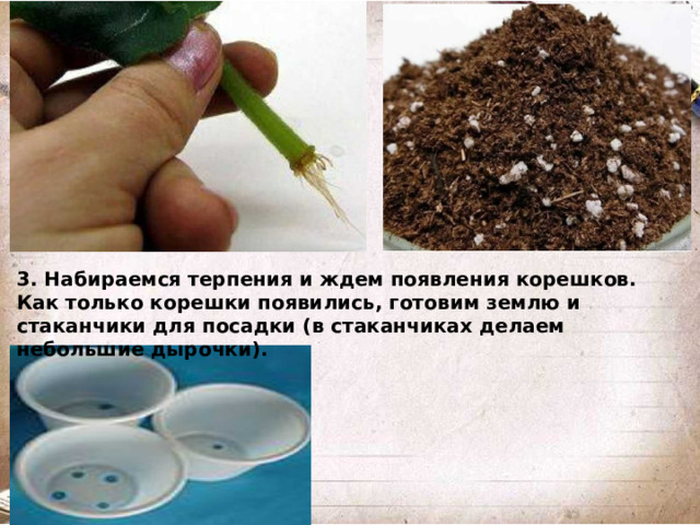 3. Набираемся терпения и ждем появления корешков. Как только корешки появились, готовим землю и стаканчики для посадки (в стаканчиках делаем небольшие дырочки).