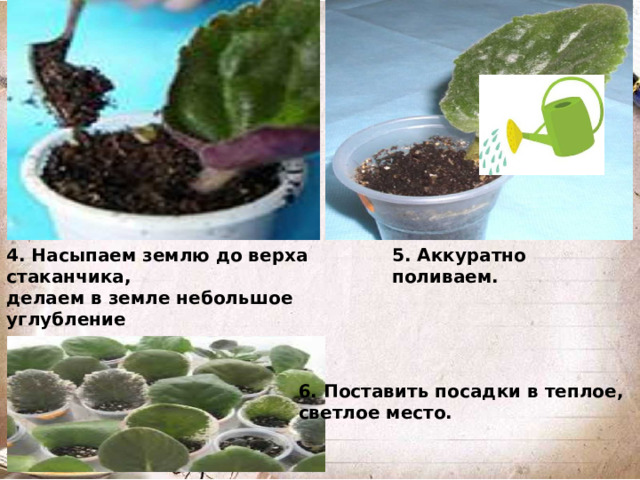 4. Насыпаем землю до верха стаканчика, 5. Аккуратно поливаем. делаем в земле небольшое углубление и аккуратно размещаем лист фиалки с корешками. 6. Поставить посадки в теплое, светлое место.