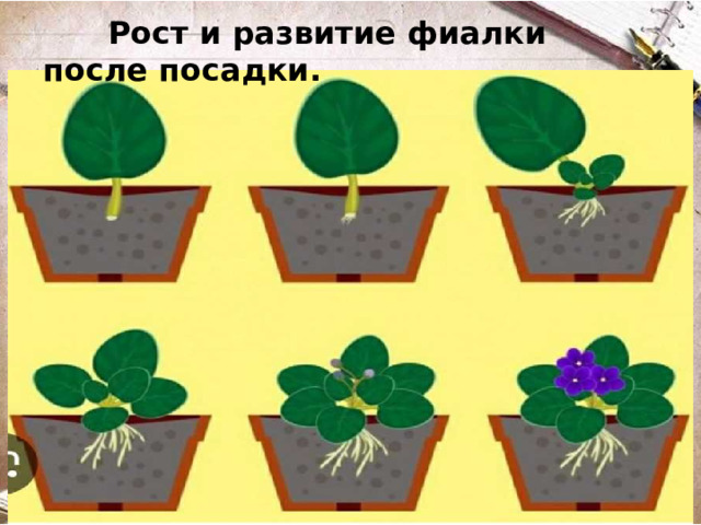 Рост и развитие фиалки после посадки.