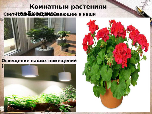 Комнатным растениям необходимо… Свет- солнце заглядывающее в наши окна. Освещение наших помещений (лампы)
