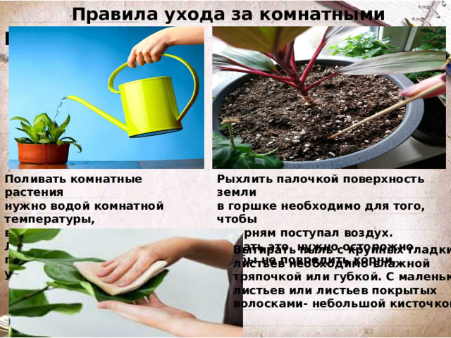 Правила ухода за комнатными растениями Рыхлить палочкой поверхность земли Поливать комнатные растения нужно водой комнатной температуры, в горшке необходимо для того, чтобы вода должна отстояться. Летом цветы к корням поступал воздух. Делать это нужно осторожно, чтобы не повредить корни. поливают вечером, а зимой- утром. Вытирать пыль с крупных гладких листьев необходимо влажной тряпочкой или губкой. С маленьких листьев или листьев покрытых волосками- небольшой кисточкой.