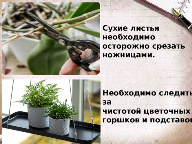 Сухие листья необходимо осторожно срезать ножницами. Необходимо следить за чистотой цветочных горшков и подставок